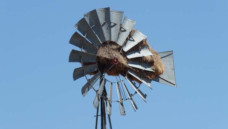 Weberv&ouml;gelnest im Windrad